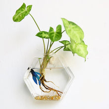 Load image into Gallery viewer, Terrarium Party Wall Decor